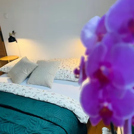 Pod Borowa * 耶德利纳-兹德鲁伊