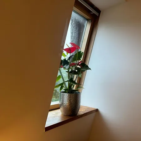 Pod Borowa * 耶德利纳-兹德鲁伊